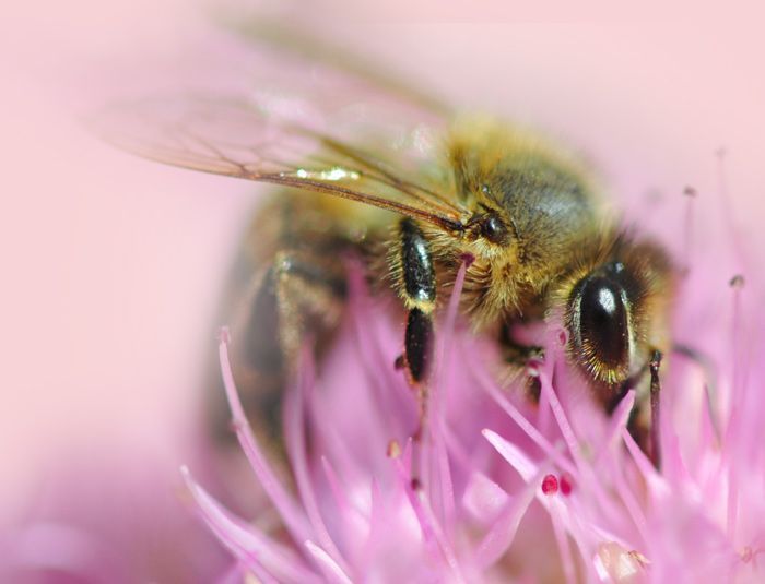 Kolagen v injekc&iacute;ch